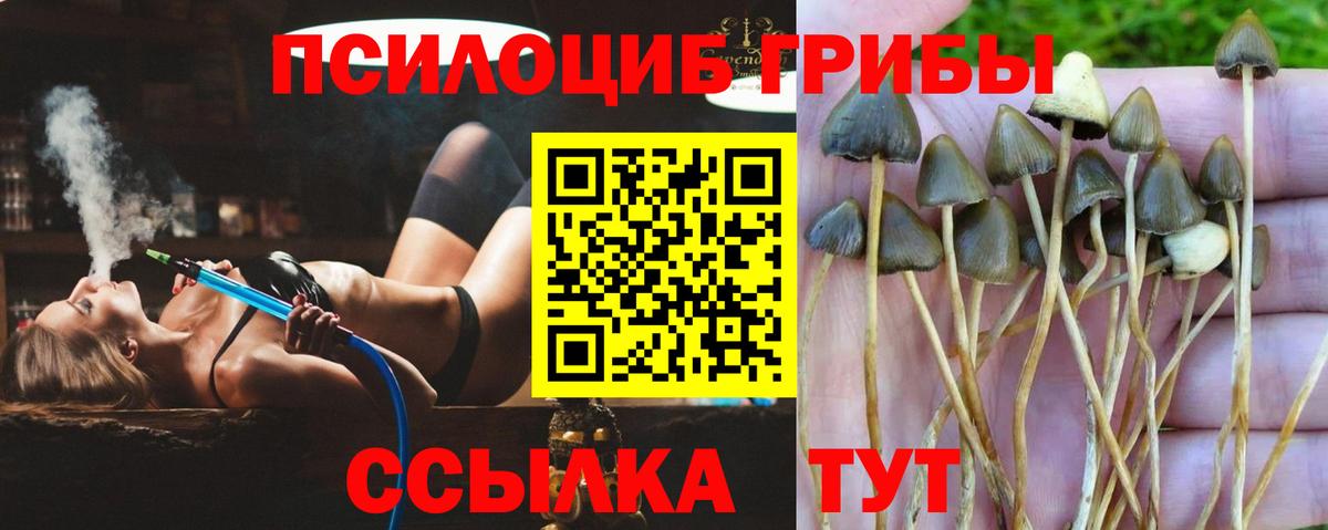 Псилоцибиновые грибы мухоморы Асбест